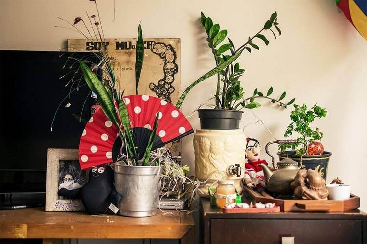 Plantas para apartamento - itens decorativos com plantas 