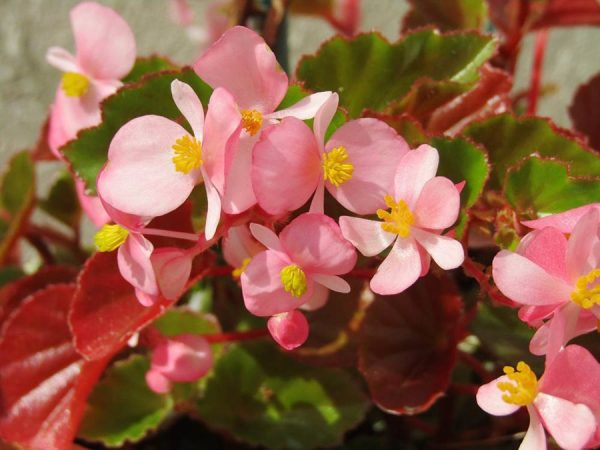 Flores de Inverno: Conheça 12 Espécies para Usar na Decoração