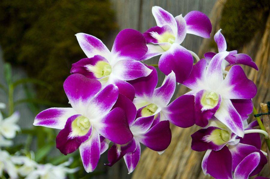 Orquídeas, como manter suas plantas sempre lindas