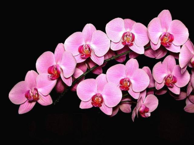 Orquídeas, como manter suas plantas sempre lindas