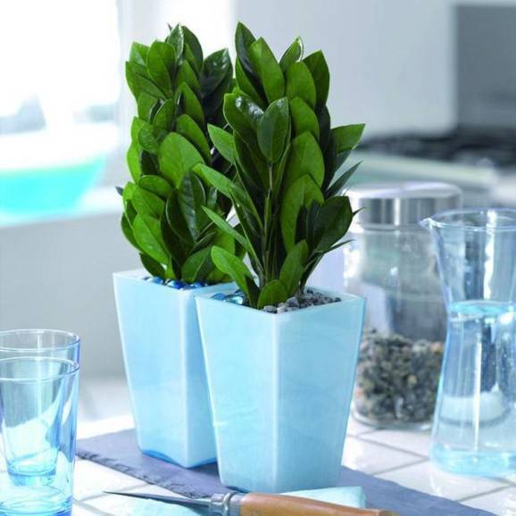 vasos para plantas
