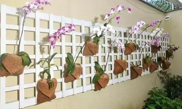 Como cuidar de orquídea em painel