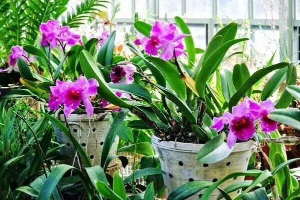 Como cuidar de orquídea em vasos brancos