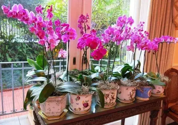 Como cuidar de orquídea na janela