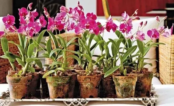 Como cuidar de orquídea vaso de barro