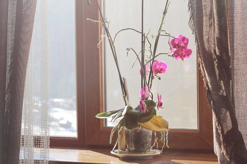 orquideas na janela