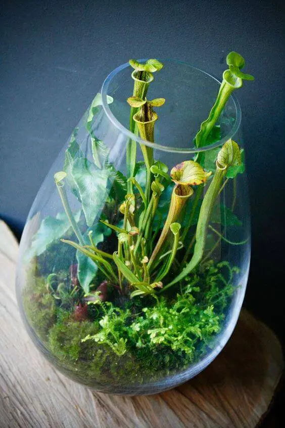 terrario em vaso pequeno plantas carnívoras