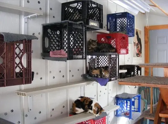 Condomínio de gatos feito de caixotes de feira