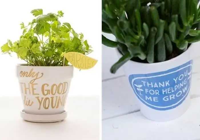 Vasos de plantas com frases e citações