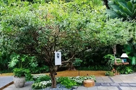 Como fazer um jardim com árvore e flores Projeto de Alalou Paisagismo