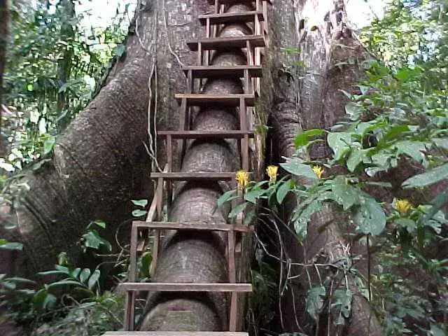 Modelo de escada que dá acesso para casa da árvore