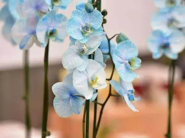 Como cuidar de orquídea azul