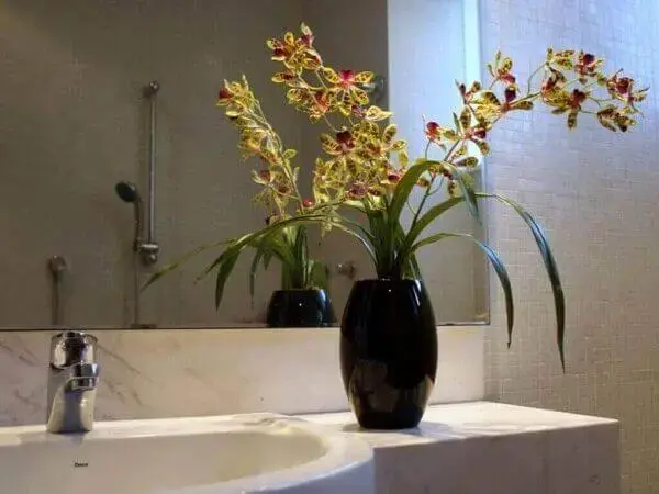 Como cuidar de orquídea banheiro