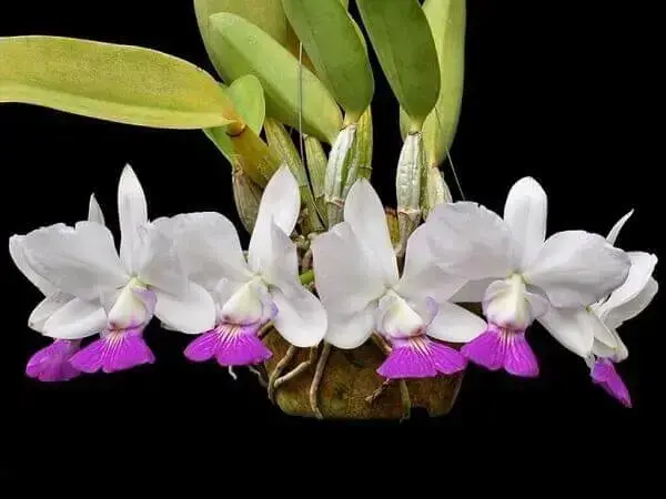 Como cuidar de orquídea cattleya