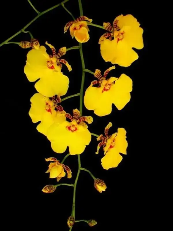 Como cuidar de orquídea chuva de ouro