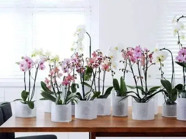 Como cuidar de orquídea em vasos