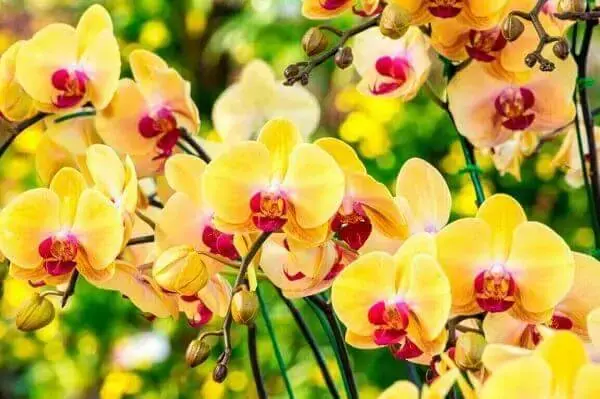 Como cuidar de orquídea especial