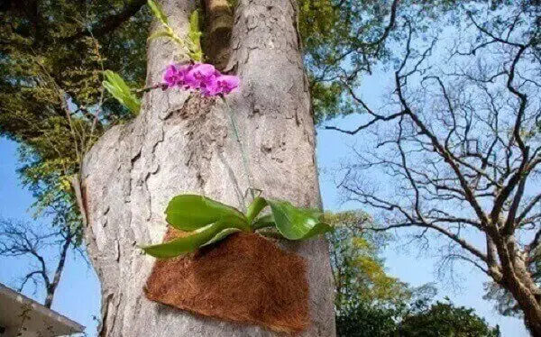 Como cuidar de orquídea phalaenopsis em árvore