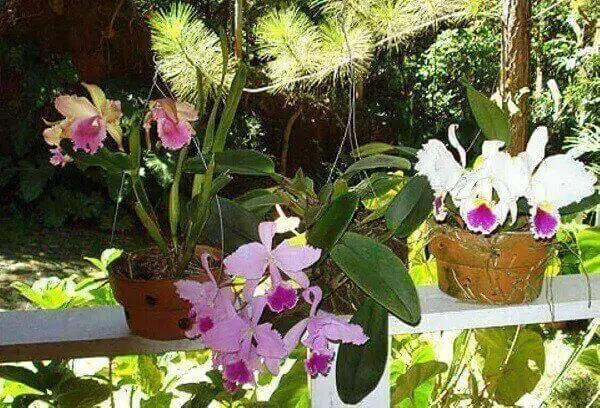 Como cuidar de orquídea varanda