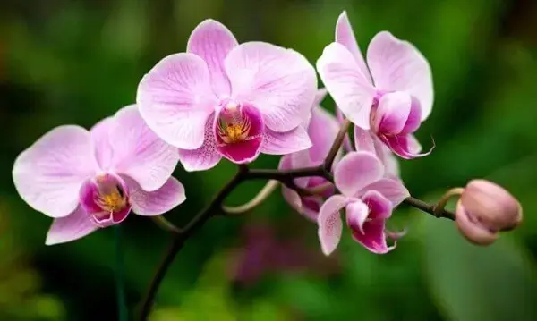 Como cuidar de orquídea