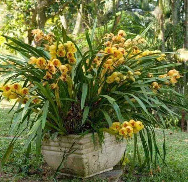 Como cuidar de Orquídea: Dicas para Decorar o Seu Ambiente