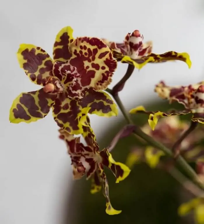 Orquídea da espécie de Oncidium