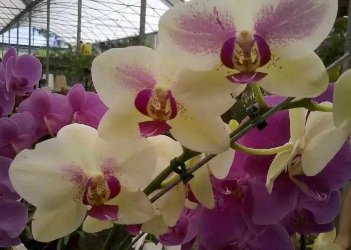 Orquídea da espécie de Phalaenopsis