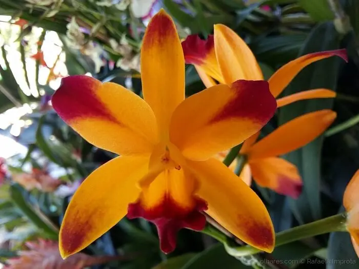 Tipos de orquídeas da espécie Cattleya