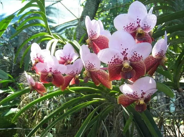 Tipos de orquídeas Vanda é de fácil cultivo