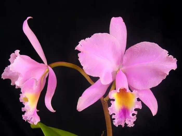 Tipos de orquídeas da espécie de Cattleya