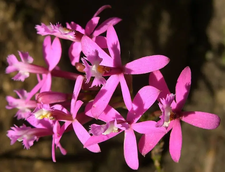 Tipos de Orquídeas: +45 Espécies de Orquídeas para Decorar sua Casa