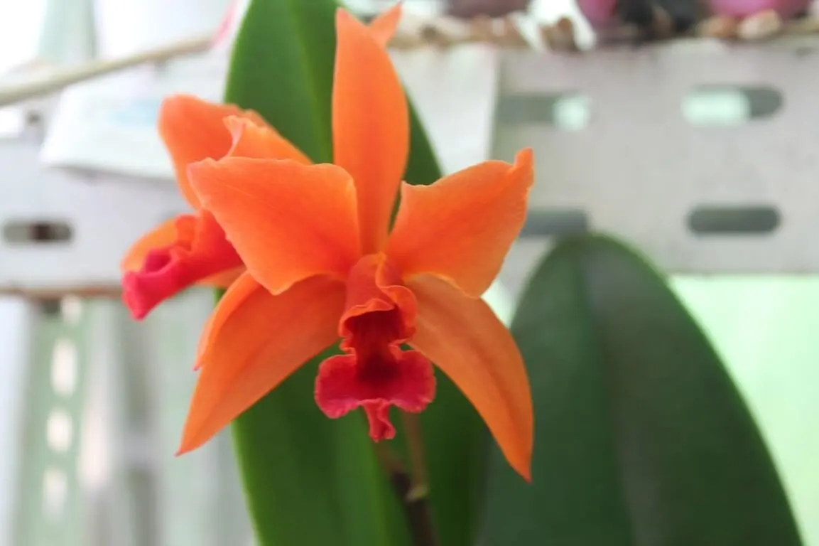 Tipos de Orquídeas: +45 Espécies de Orquídeas para Decorar sua Casa