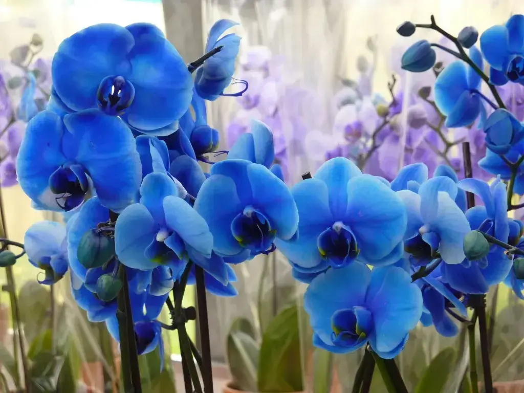 Tipos de Orquídeas azuis