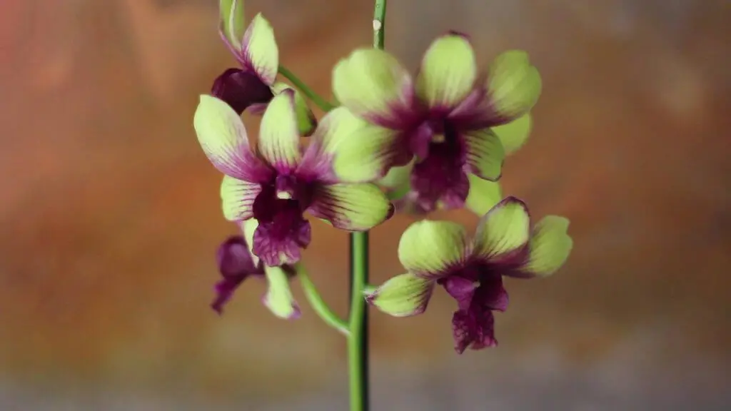 Tipos de Orquídeas denphal amarelas