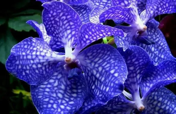 Tipos de Orquídeas vanda