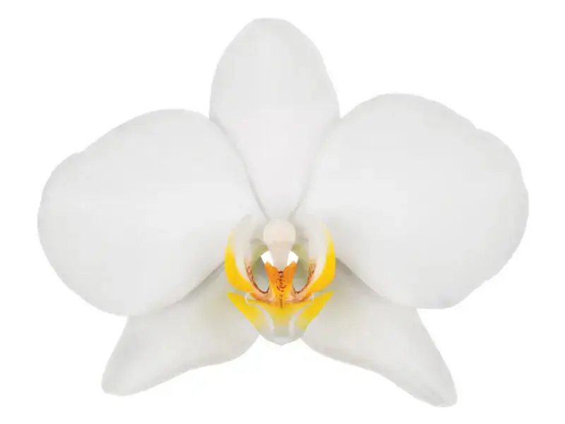 Tipos de orquídeas Phalaenopsis Branca