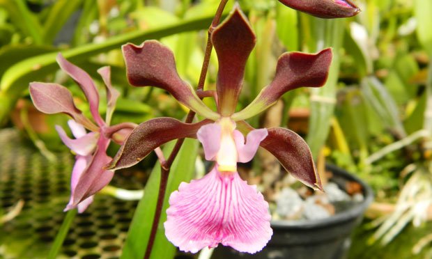 Tipos de orquideas catlleya mossiae