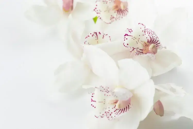 Tipos de orquídeas Brancas