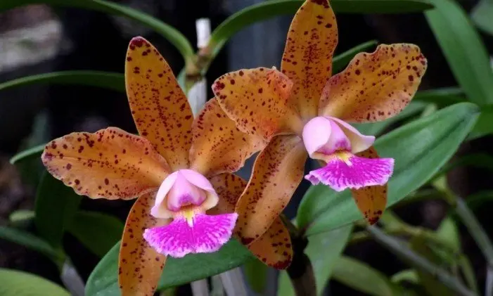 Tipos de orquídeas Cattleya Corcovado