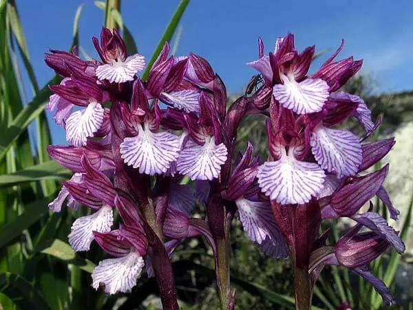 Tipos de orquídeas Orchis papilionacea heroica