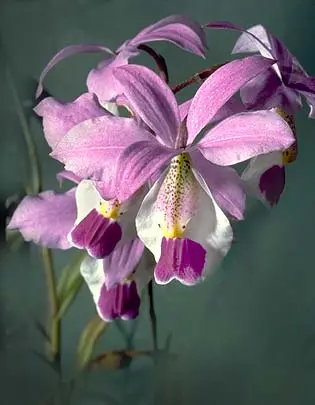 Tipos de orquídeas barkeria