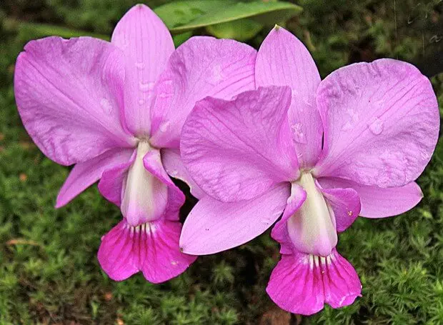 Tipos de orquídeas cattleya walkeriana
