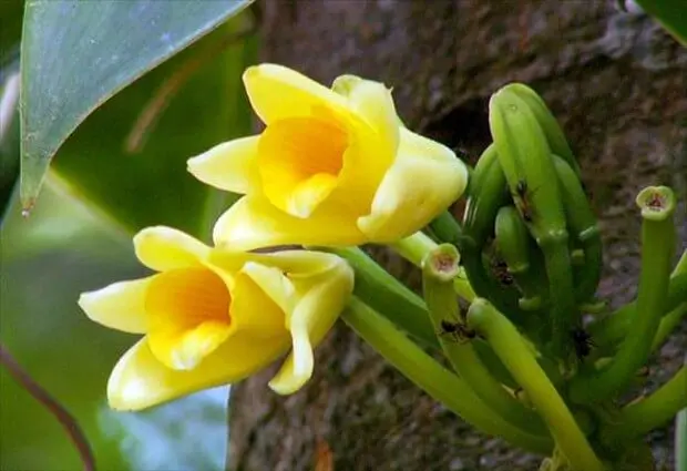 Tipos de orquídeas com aroma característico