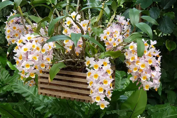 Tipos de orquídeas dendrobium