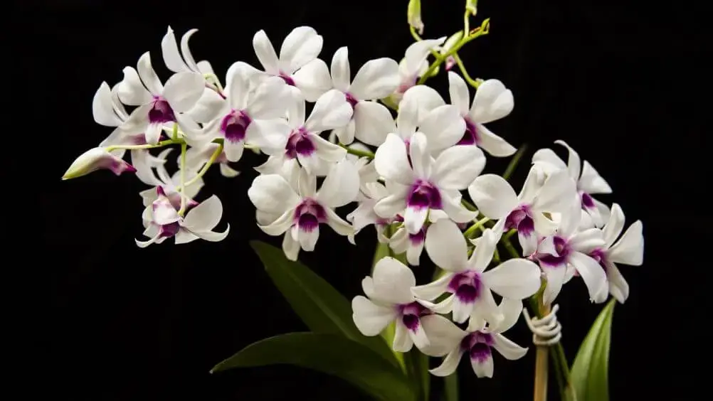 Tipos de orquídeas denphal