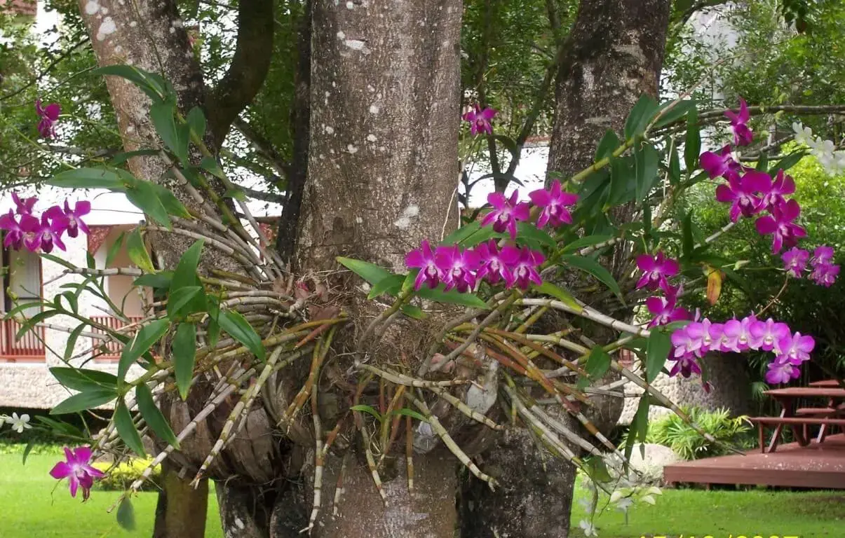 Tipos de orquídeas epífitas roxas