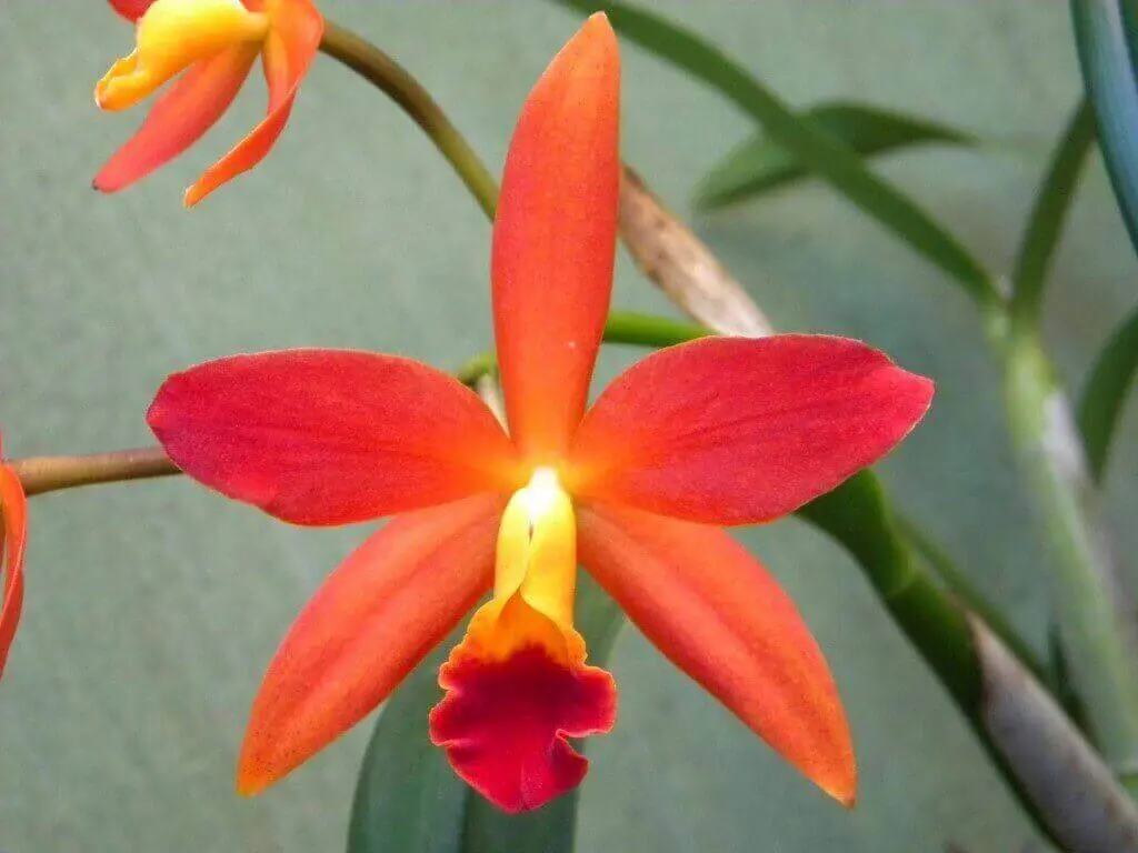 Tipos de orquídeas hibridas laranjas