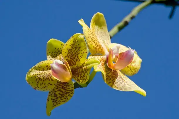 Tipos de orquídeas hibrido