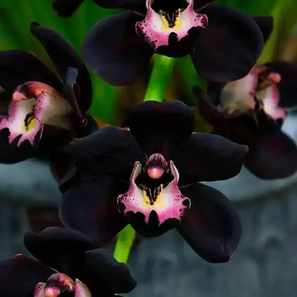 Tipos de orquídeas negras