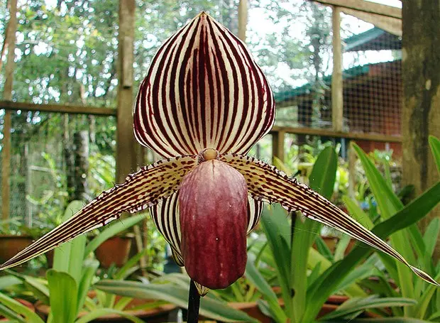 Tipos de orquídeas paphiopedilum rothschildianum
